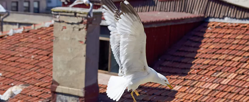 Residential Chimney Animal Removal Solution in Jefferson City, MO